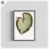 1-63_Plants-with-Colored-Foliage_blk-crop