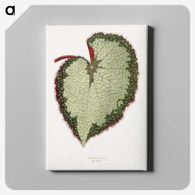 1-63_Plants-with-Colored-Foliage_canvas