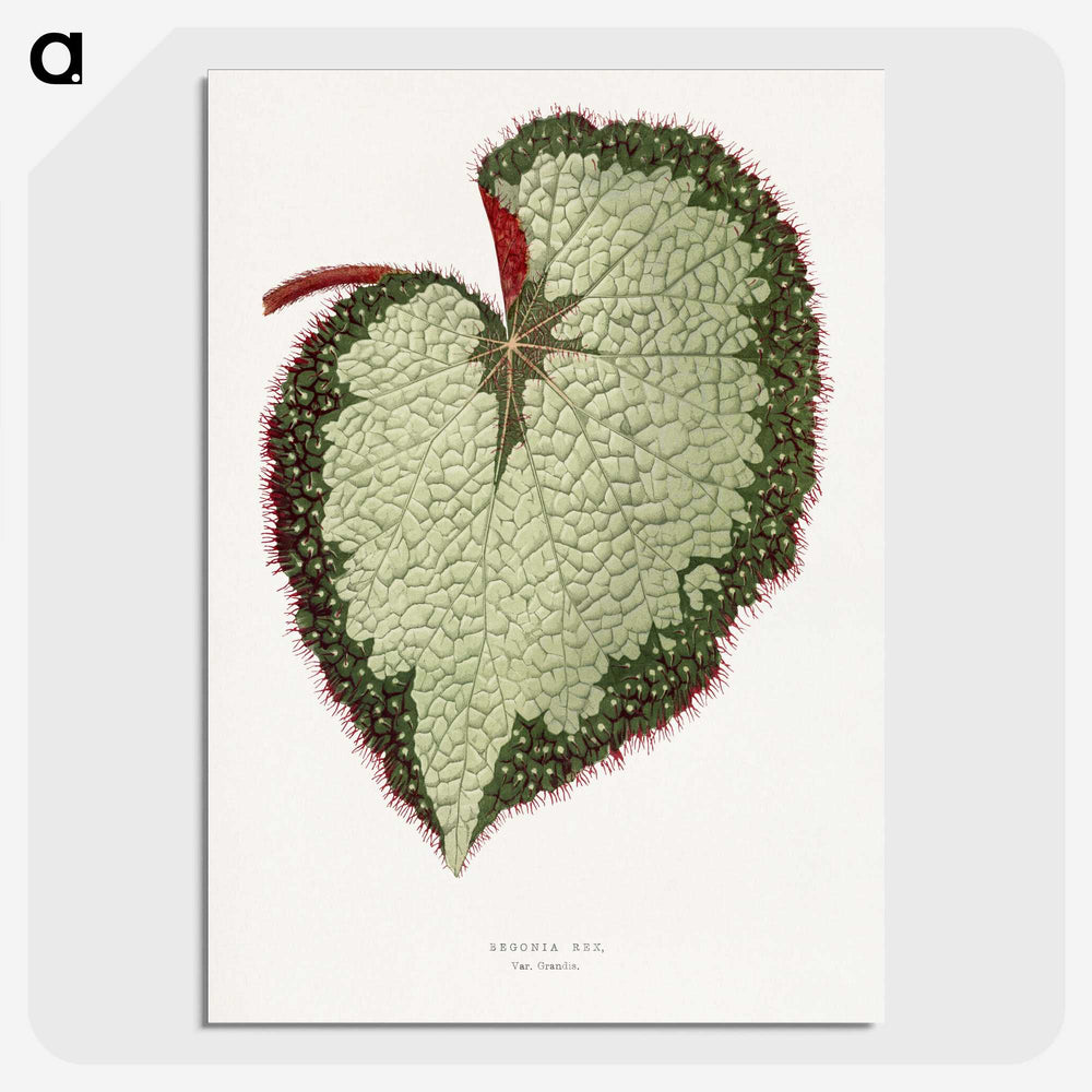 1-63_Plants-with-Colored-Foliage_picture-crop