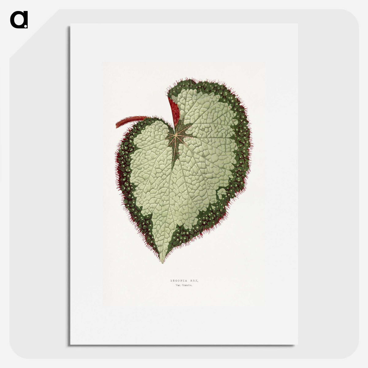 1-63_Plants-with-Colored-Foliage_picture