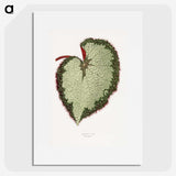 1-63_Plants-with-Colored-Foliage_picture