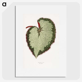 1-63_Plants-with-Colored-Foliage_picture