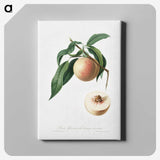 1-63_Pomona-Italiana_canvas