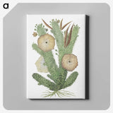 1-63_Robert-Jacob-Gordon_canvas
