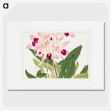 1-63_Seiyo-Soka-Zufu_picture