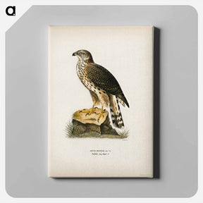 アートパネル-Goshawk
 - スヴェンスカ フォグラル Canvas.
