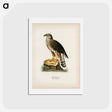 アートポストカード-Goshawk
 - スヴェンスカ フォグラル Postcard.