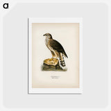 アートポストカード-Goshawk
 - スヴェンスカ フォグラル Postcard.