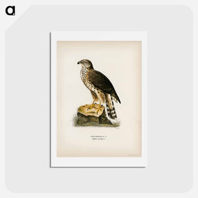 アートポストカード-Goshawk
 - スヴェンスカ フォグラル Postcard.