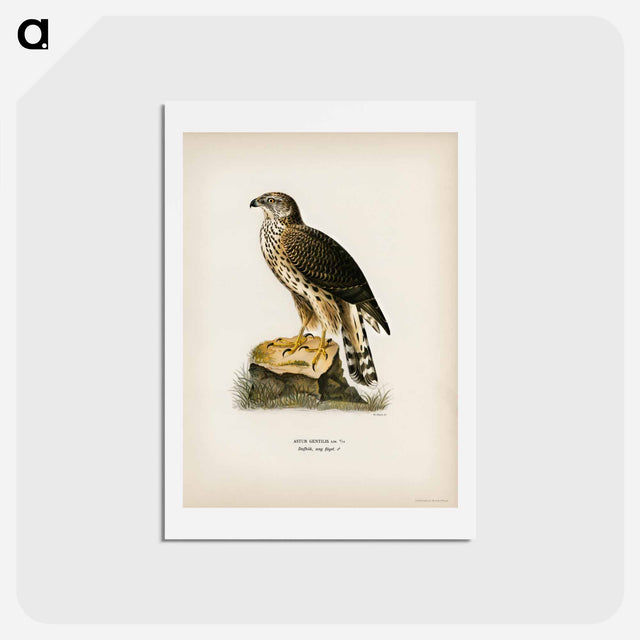 アートポストカード-Goshawk
 - スヴェンスカ フォグラル Postcard.
