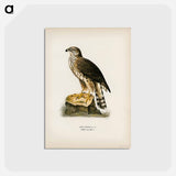 アートポストカード-Goshawk
 - スヴェンスカ フォグラル Postcard.