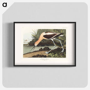 アートポスター-American Avocet from Birds of America
 - アメリカの鳥たち Poster.