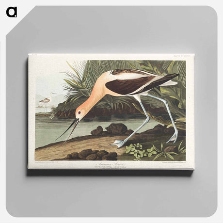 アートパネル-American Avocet from Birds of America
 - アメリカの鳥たち Canvas.