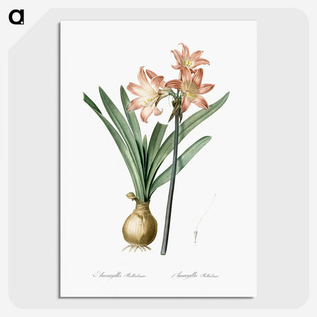 1-63_The-Lilies_picture-crop