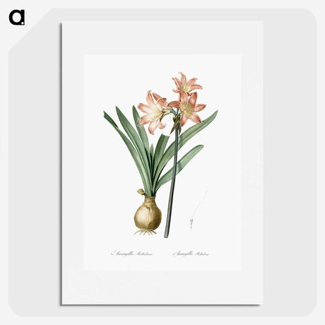1-63_The-Lilies_picture