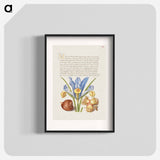 アートポスター-Spanish Chestnut, English Iris, and European Filbert
 - 書道のお手本 Poster.