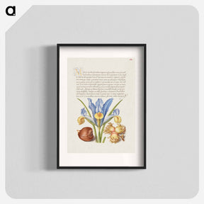 アートポスター-Spanish Chestnut, English Iris, and European Filbert
 - 書道のお手本 Poster.