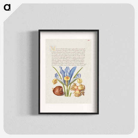 アートポスター-Spanish Chestnut, English Iris, and European Filbert
 - 書道のお手本 Poster.