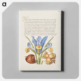 アートパネル-Spanish Chestnut, English Iris, and European Filbert
 - 書道のお手本 Canvas.