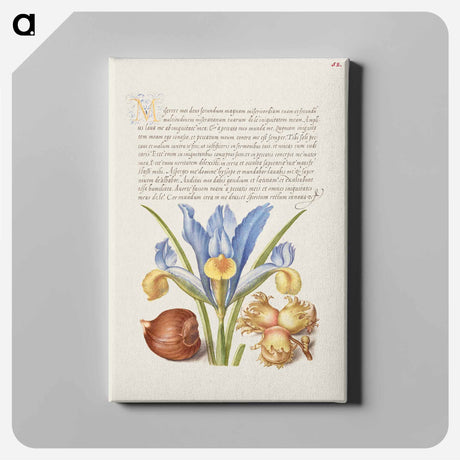 アートパネル-Spanish Chestnut, English Iris, and European Filbert
 - 書道のお手本 Canvas.