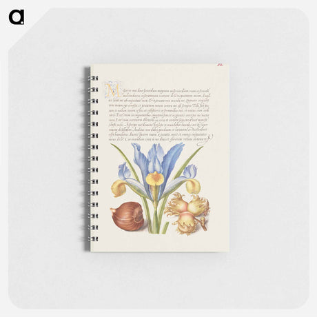 アートメモ帳-Spanish Chestnut, English Iris, and European Filbert
 - 書道のお手本 Memo.