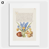 アートポスター-Spanish Chestnut, English Iris, and European Filbert
 - 書道のお手本 Poster.