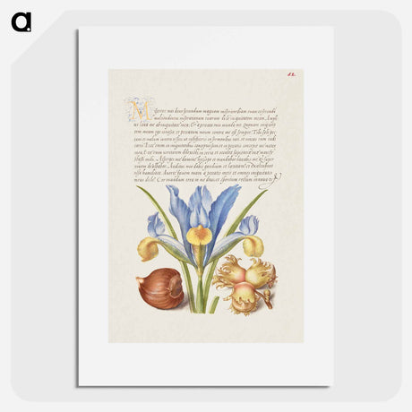 アートポスター-Spanish Chestnut, English Iris, and European Filbert
 - 書道のお手本 Poster.
