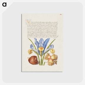 アートポストカード-Spanish Chestnut, English Iris, and European Filbert
 - 書道のお手本 Postcard.