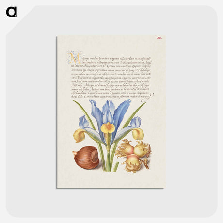 アートポストカード-Spanish Chestnut, English Iris, and European Filbert
 - 書道のお手本 Postcard.