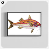1-63_The-Natural-History-of-British-Fishes_blk-crop
