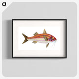 1-63_The-Natural-History-of-British-Fishes_blk
