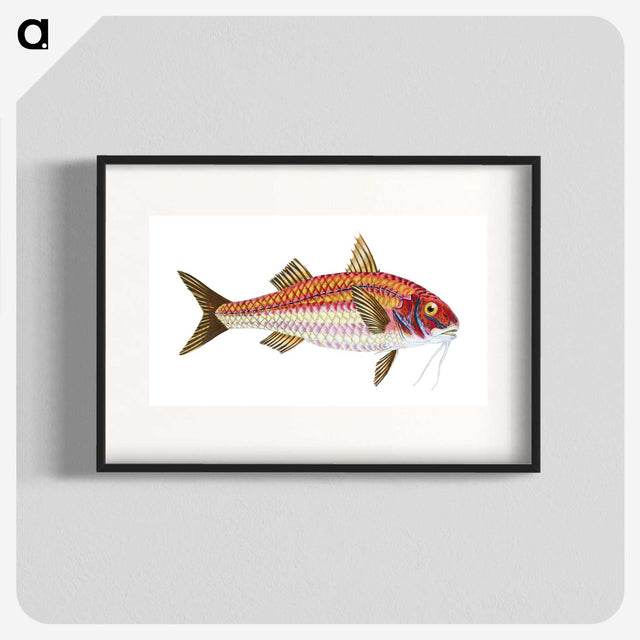 1-63_The-Natural-History-of-British-Fishes_blk
