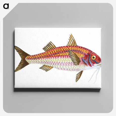1-63_The-Natural-History-of-British-Fishes_canvas