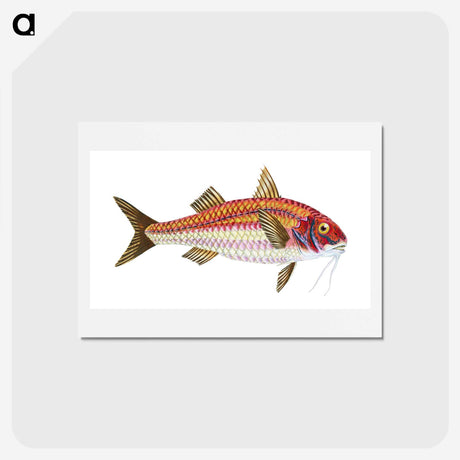 1-63_The-Natural-History-of-British-Fishes_hagaki