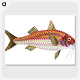 1-63_The-Natural-History-of-British-Fishes_picture-crop