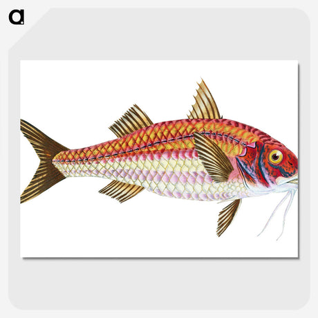 1-63_The-Natural-History-of-British-Fishes_picture-crop