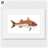 1-63_The-Natural-History-of-British-Fishes_picture