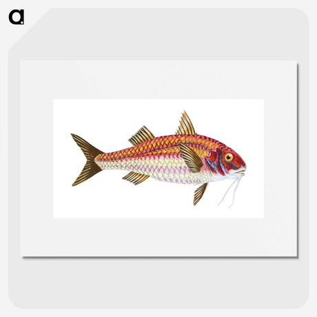1-63_The-Natural-History-of-British-Fishes_picture