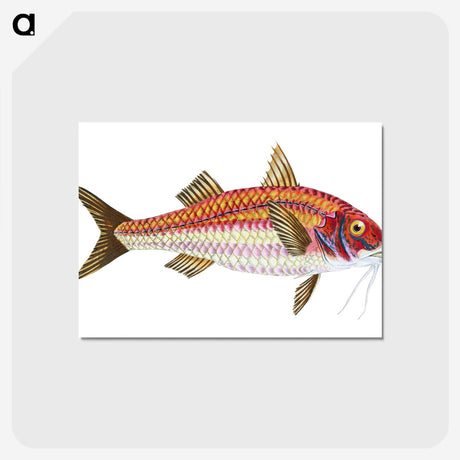 1-63_The-Natural-History-of-British-Fishes_postcard