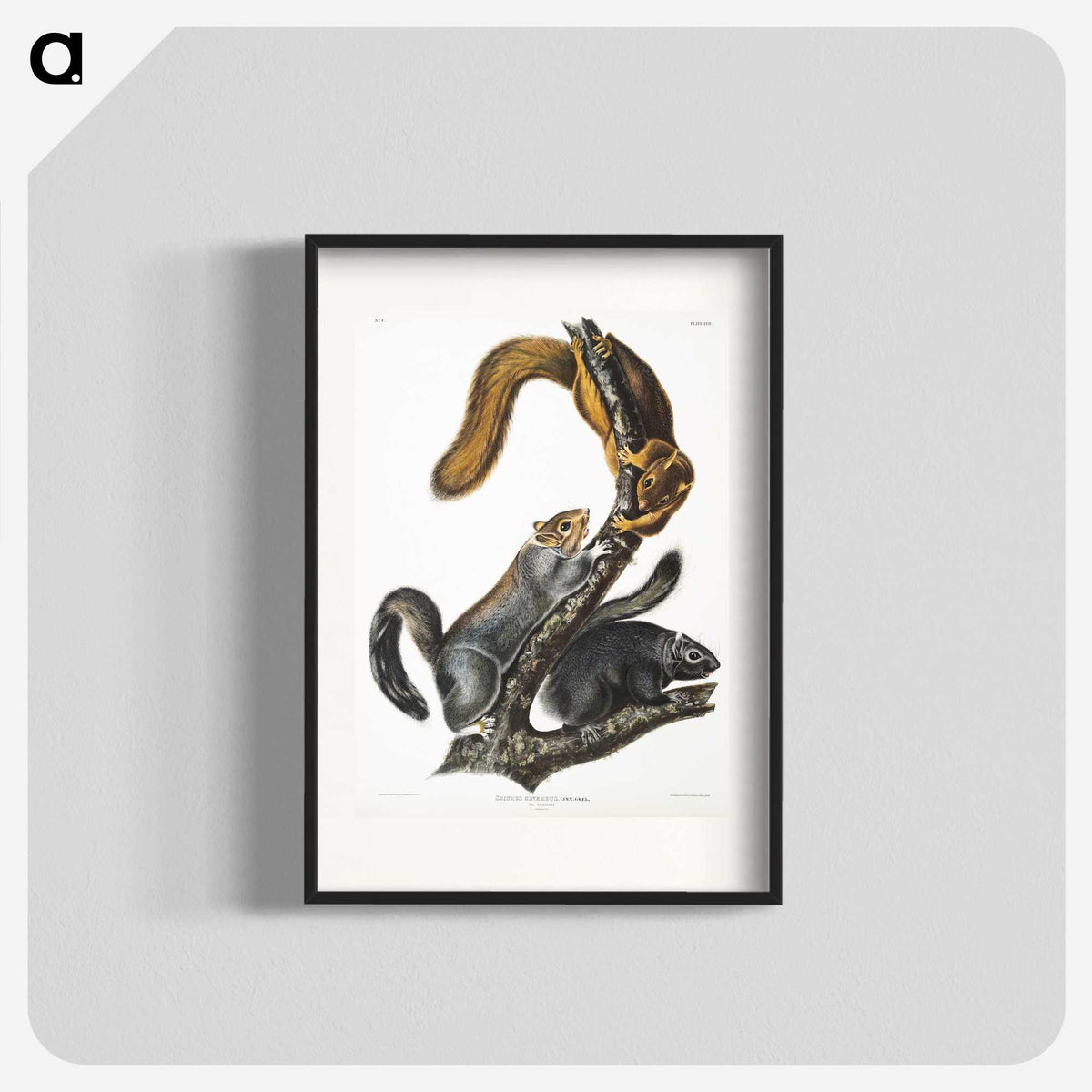 1-63_The-Viviparous-Quadrupeds_blk