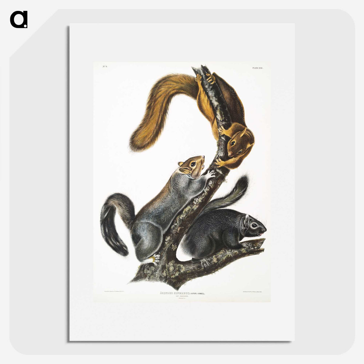1-63_The-Viviparous-Quadrupeds_picture