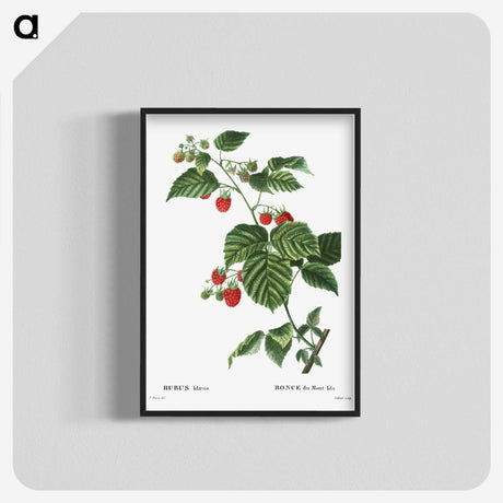 1-63_Treatise-on-Trees-and-Shrubs_blk-crop