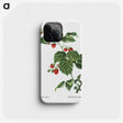 1-63_Treatise-on-Trees-and-Shrubs_phone