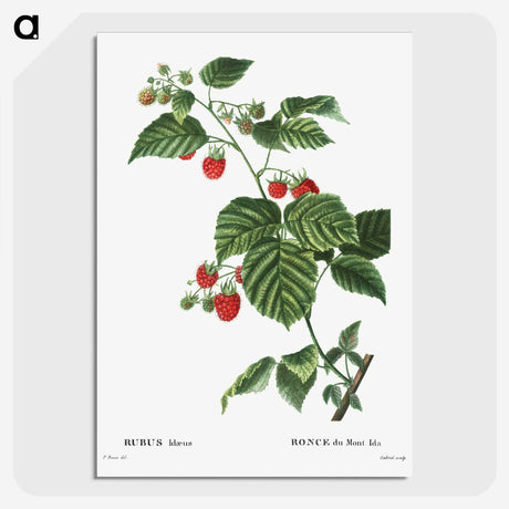 1-63_Treatise-on-Trees-and-Shrubs_picture-crop