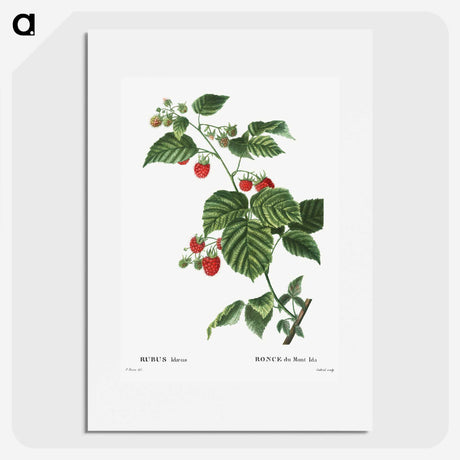 1-63_Treatise-on-Trees-and-Shrubs_picture