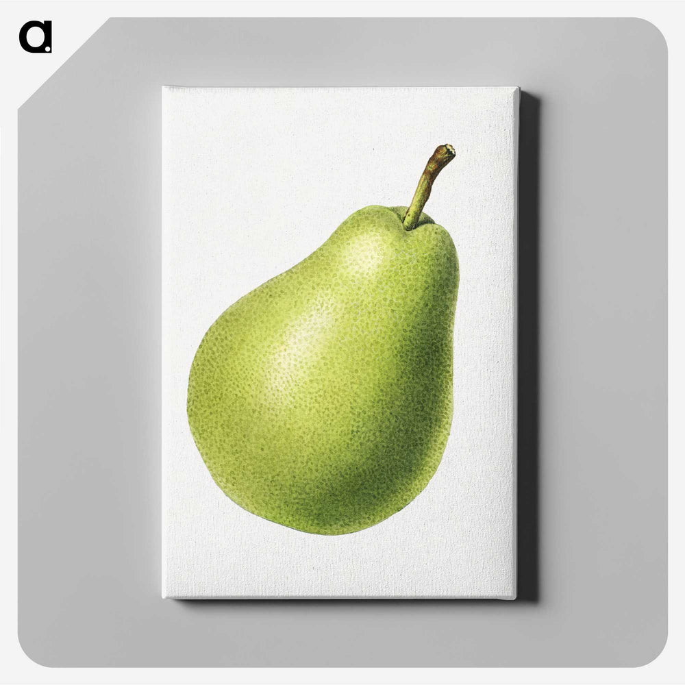 1-63_USDA-Watercolor-Fruit-Painting-Collection_canvas