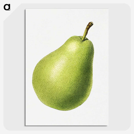1-63_USDA-Watercolor-Fruit-Painting-Collection_picture-crop