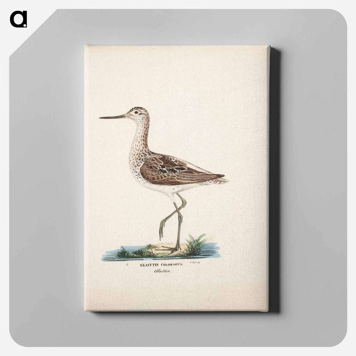 Common greenshank - ヴィルヘルム フォン ライト Canvas.