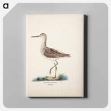 Common greenshank - ヴィルヘルム フォン ライト Canvas.