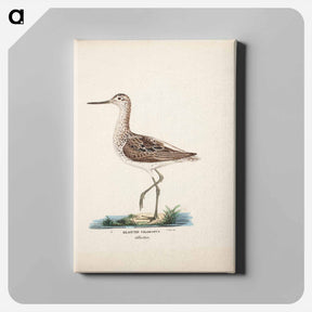 アートパネル-Common greenshank - ヴィルヘルム フォン ライト Canvas.